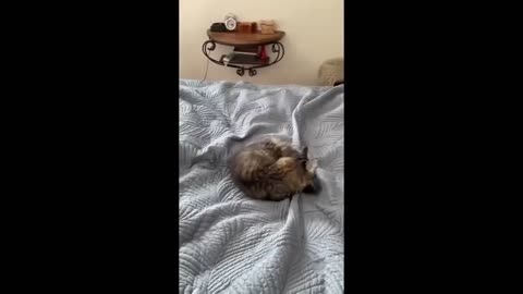 😂_ Cute And Lovely Cat Videos