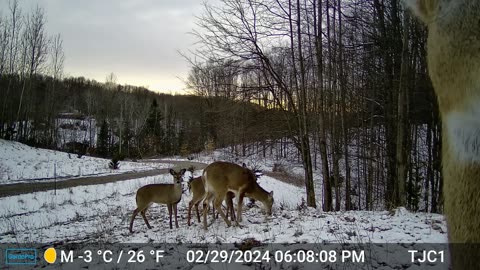 Deer Checking Out The Trail Cam