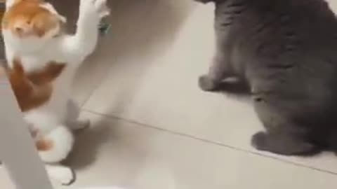 Cat WWE Fight