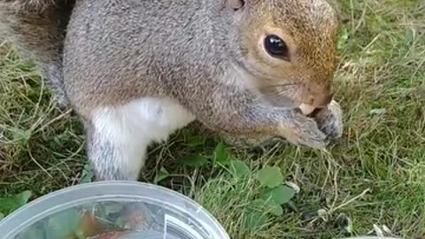 Cute and adorable squirrel.