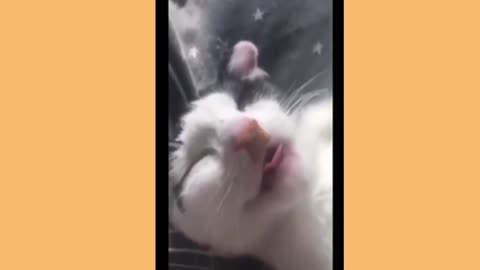 Finny Animals Videos | Funny Animal Video Compilation | Funny Cat Video | EverydayTV