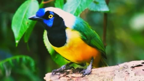 Birds beautiful colors