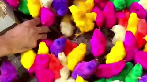 Colourful chicks🐣🐤 😍