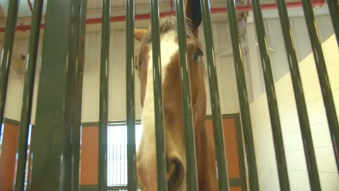 Large Horse in Barn, Face Through Bars, Closeup