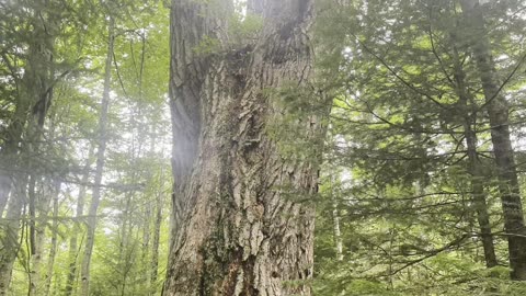 The Great Adirondacks