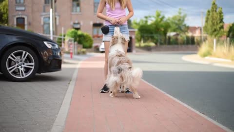 Dog Lovers Rejoice: Watch This Adorable Pup Perform Amazing Tricks!