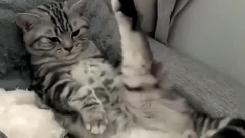Funny cat videos cute cat❣️❣️❣️❣️