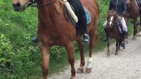 Big horse, Small Horse