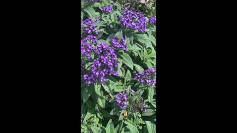 Snowberry Clearwing Hummingbird Moth (Hemaris diffinis) 07.2022