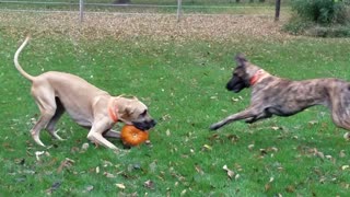 Funny Great Danes play with pumpkin