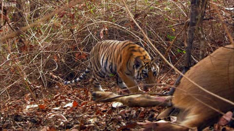 Tiger Teaches Her Cubs to Hunt | David Attenborough | Tiger | Spy in the Jungle |