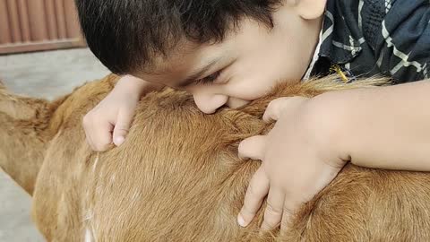 Little kid playing with Goat