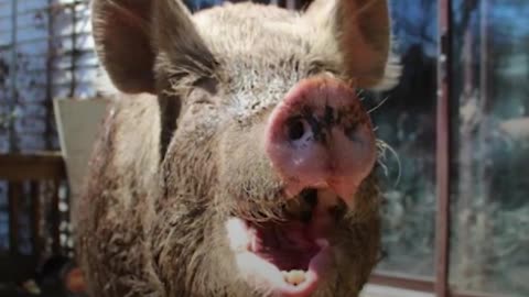 'Mini Pig' Grows ENORMOUS so Dads Move to the Countryside Just for Her | The Dodo