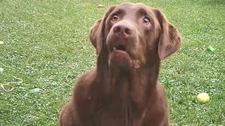 Dog play's ball slow motion