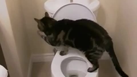 Cat do Toilet #shots