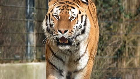 Big fluffy striped Bengal tiger