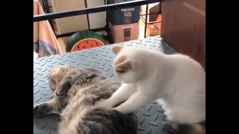 Cat-style massage