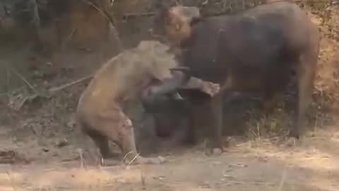 Bison vs lion