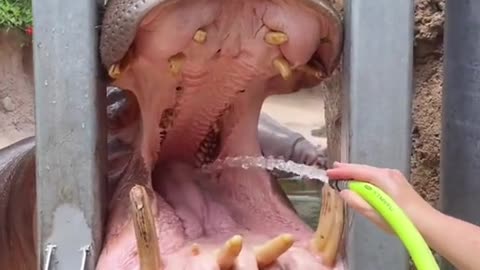 Hippopotamus Embrace Cleanliness with a Water Hose Splash!