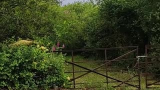 Wild Buzzard in Cork