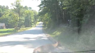 Deer Crossing