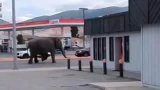 #BREAKING: A circus elephant has gotten loose after escaping from its circus tent #Butte | #Montana