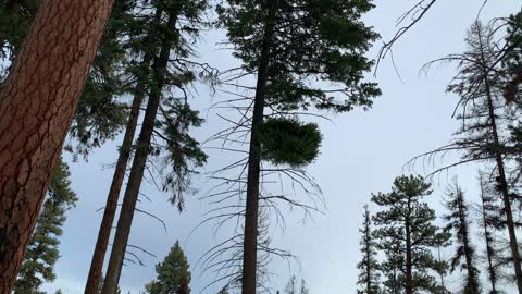 What Creature Lurks? – Bandit Springs Sno-Park – Central Oregon – 4K