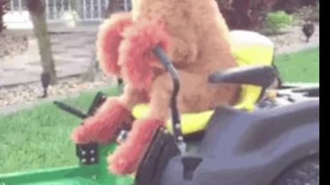 Dog seriously driving a lawn mower