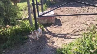 Puppies Play in the Horse's Drinking Trough