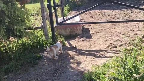 Puppies Play in the Horse's Drinking Trough