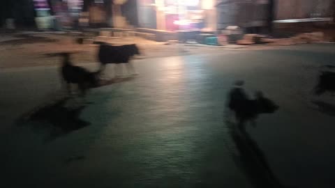 Street Dog Fighting