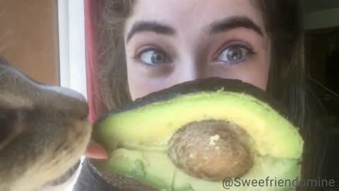 Healthy Cat Eating Avocado