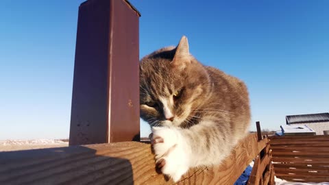 The Claw-Sharpening Cat on the Fence