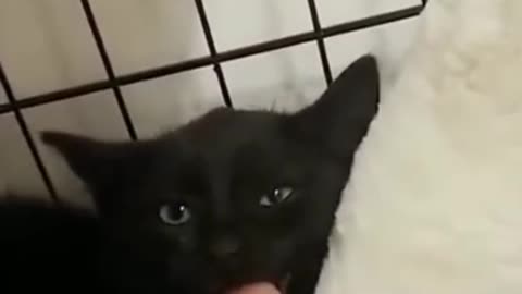 Funny Cat Video