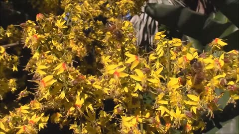 Koelreuteria Paniculata, Golden Rain Tree / Garden, Plants And Seeds