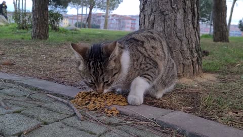 The Poor Hungry Cat was looking for food in the garbage I rewarded it with Food