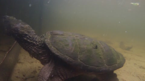 There's a Monster Snapping Turtle Living Under My Dock