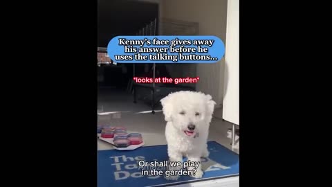 Funny Cat and Dog video compilation - over 1 HOUR of laughter