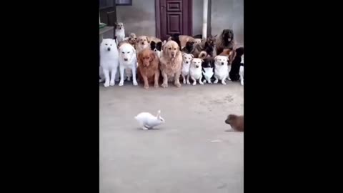 Funniest video of animals