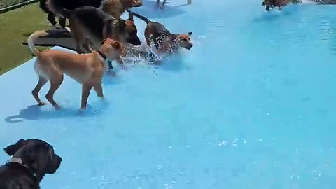 Pool Day for the Pups -- ViralHog