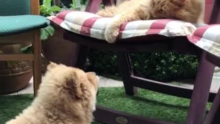 Chow puppy really wants to play with kitty friend