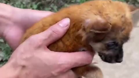 The Puppy Was Abandoned By The Owner Because In Their Eyes She Was Ugly And Dirty