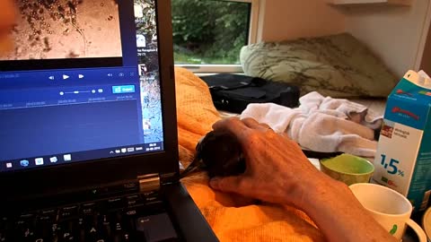 Magpie Really Wants to Play with the Computer