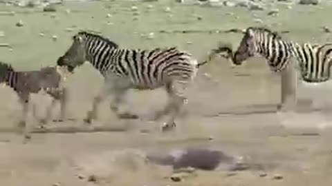 Zebra Tries to K*ll Foal While Mother Fights Back...