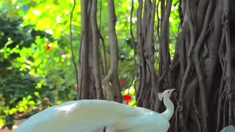 Beautiful peacock 🦚