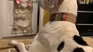 Great Dane watches TV, delivers hilariously cute head tilts