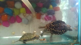 My ninja turtle