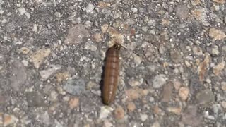 Bronzed Cutworm Moth