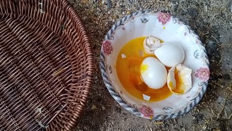 Chicken egg candling