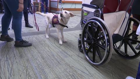 California researchers train dogs to sniff out Covid-19 in schools